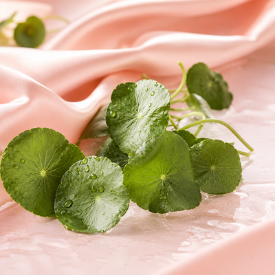 🌿 Gotu Kola